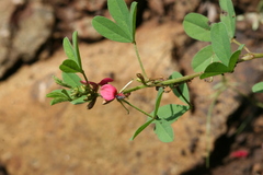 Indigofera trifoliata